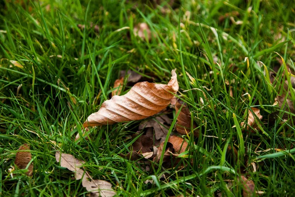 Dried Twisted leaf — Stock Photo, Image