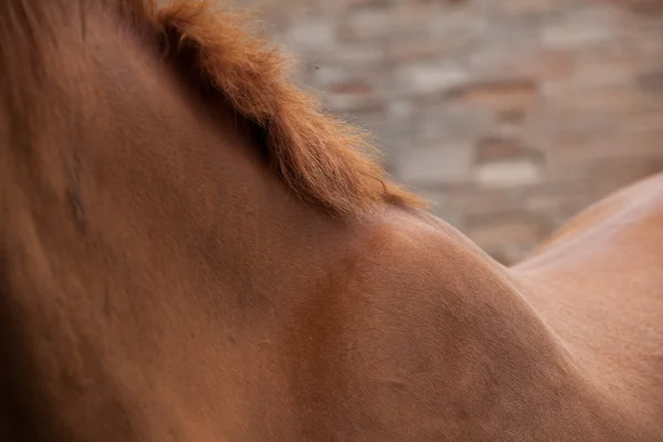 El primer plano del cuello de los caballos — Foto de Stock