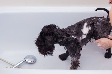 Tuvalette banyoda küçük siyah köpek