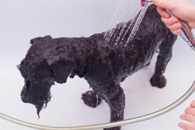 Tuvalette banyoda küçük siyah köpek