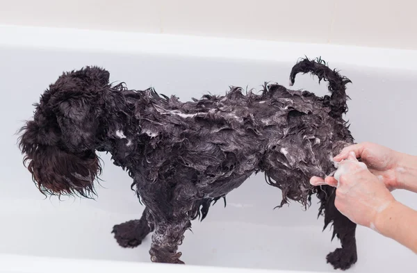 Pequeño perro negro que tiene un baño en un baño — Foto de Stock