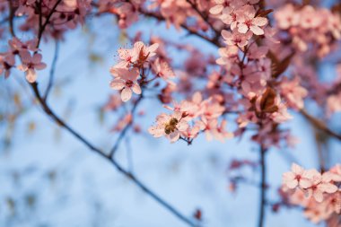 Beyaz çiçekli ağaç bahar oturan arı