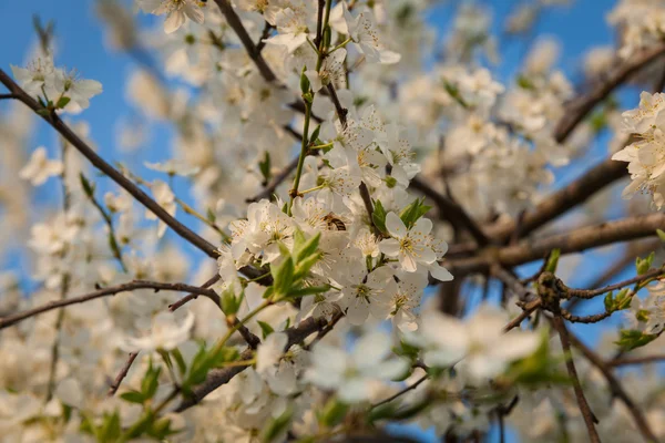 Méh ül a fehér virágos fát tavasszal — Stock Fotó