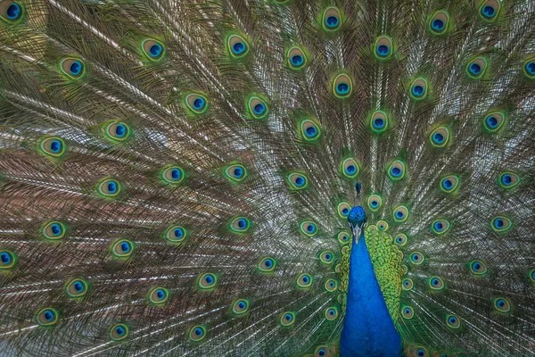 Pfauenfedern auf dem offenen Schwanz im Zoo — Stockfoto