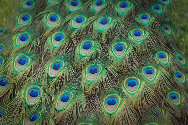 Peacock feathers on the open tail in zoo — Stock Photo, Image