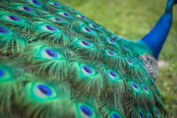 Pfauenfedern auf dem offenen Schwanz im Zoo — Stockfoto