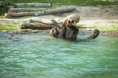 Kuzey Amerika boz ayısı su hayvanat bahçesinde gölde yüzmek sonra sallar