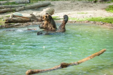 Kuzey Amerika boz ayısı su hayvanat bahçesinde gölde yüzmek sonra sallar