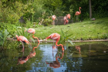 yiyecek arayan ve gölde oynamak pembe Flamenko