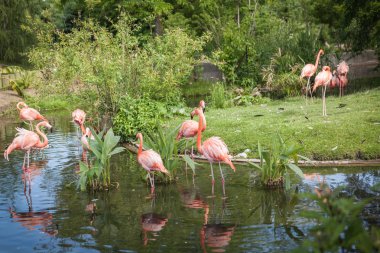 yiyecek arayan ve gölde oynamak pembe Flamenko