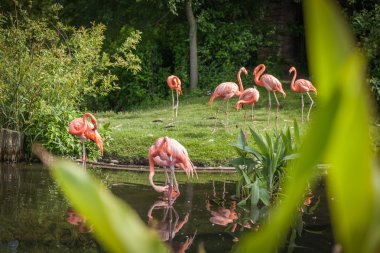 yiyecek arayan ve gölde oynamak pembe Flamenko
