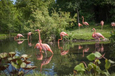 yiyecek arayan ve gölde oynamak pembe Flamenko