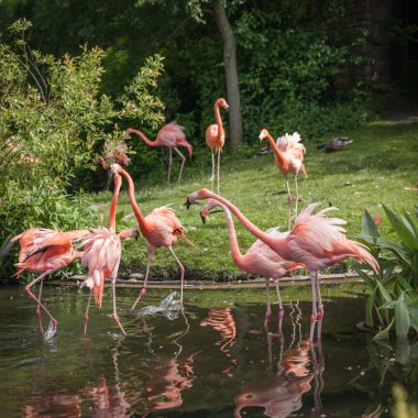 yiyecek arayan ve gölde oynamak pembe Flamenko