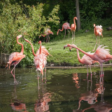yiyecek arayan ve gölde oynamak pembe Flamenko