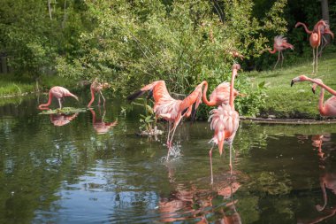 yiyecek arayan ve gölde oynamak pembe Flamenko