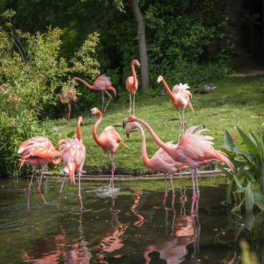 yiyecek arayan ve gölde oynamak pembe Flamenko