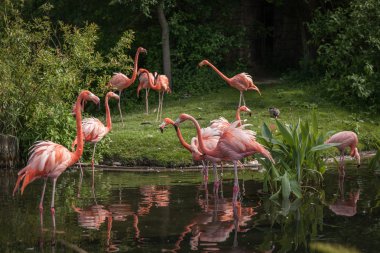 yiyecek arayan ve gölde oynamak pembe Flamenko