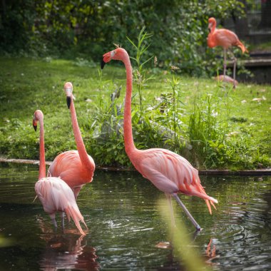 yiyecek arayan ve gölde oynamak pembe Flamenko