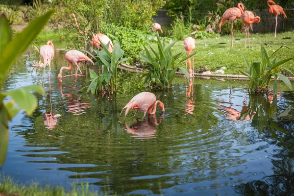 Flamenco rosa procurando comida e brincando no lago — Fotografia de Stock
