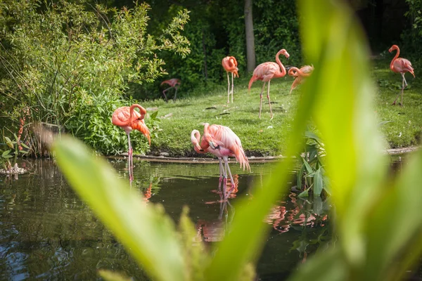 Pink flamenco looking for food and playing in the lake — Stock Photo, Image