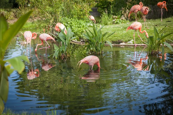 Рожевий фламенко шукає їжу і грає в озері — стокове фото
