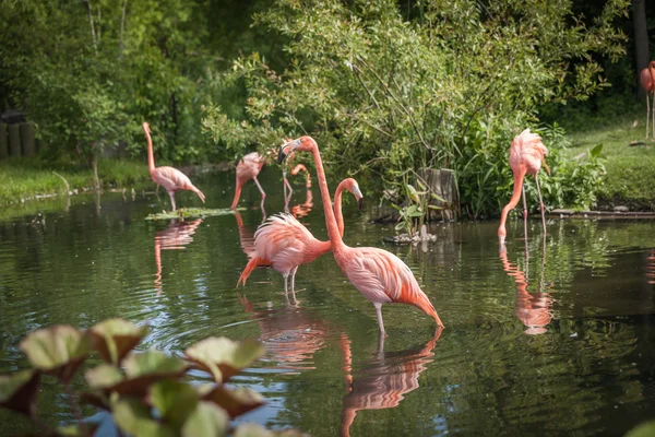 Flamenco rosa buscando comida y jugando en el lago — Foto de Stock