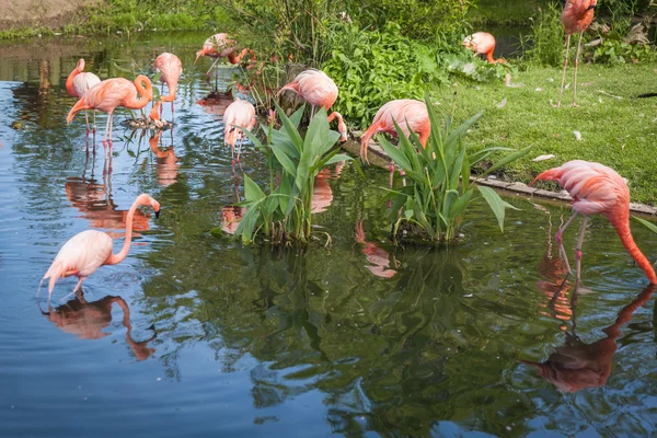 Flamenco rosa procurando comida e brincando no lago — Fotografia de Stock