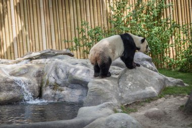 Panda muhafaza Toronto hayvanat bahçesinde kayalar n üzerinde güneşin tadını çıkarın