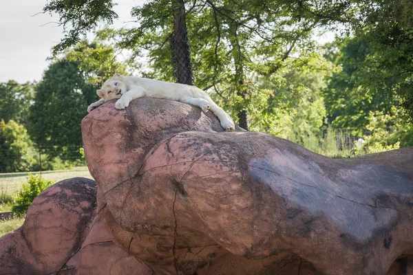 King of the jungle lion relaxes on a rock in a zoo in Toronto — Stock Photo, Image