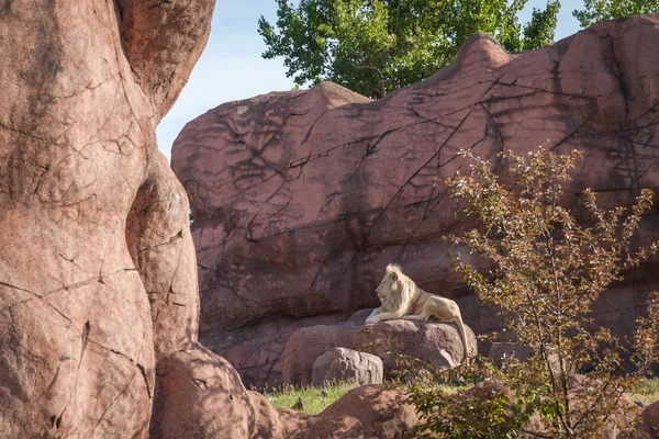 König der Dschungellöwen entspannt sich auf einem Felsen in einem Zoo in Toronto — Stockfoto