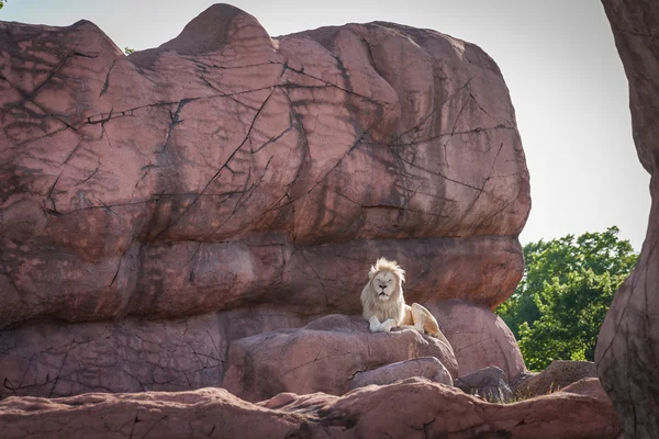 King of the jungle lion relaxes on a rock in a zoo in Toronto — Stock Photo, Image