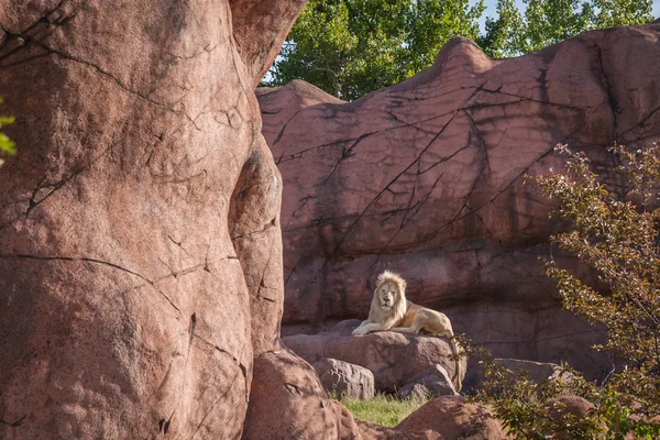 Bir hayvanat bahçesi Toronto'da bir kayanın üzerinde orman Aslan Kralı rahatlatır — Stok fotoğraf