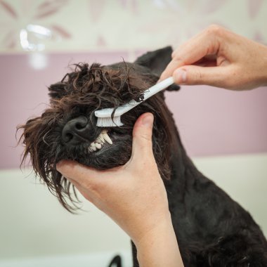 Bayan temizler dişleri köpek gözlemler hijyen ve sağlıklı yaşam tarzı