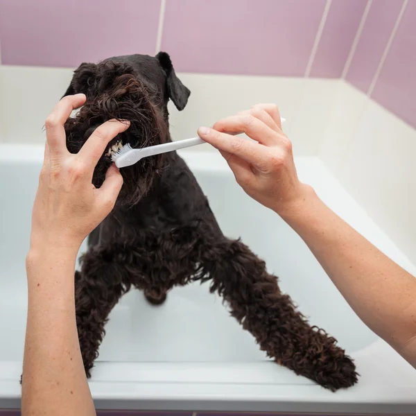 陈清洁牙齿的狗观察卫生和健康的生活方式 — 图库照片