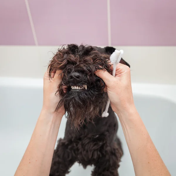 Міс чистить зуби собака спостерігає за гігієною і здоровим способом життя — стокове фото