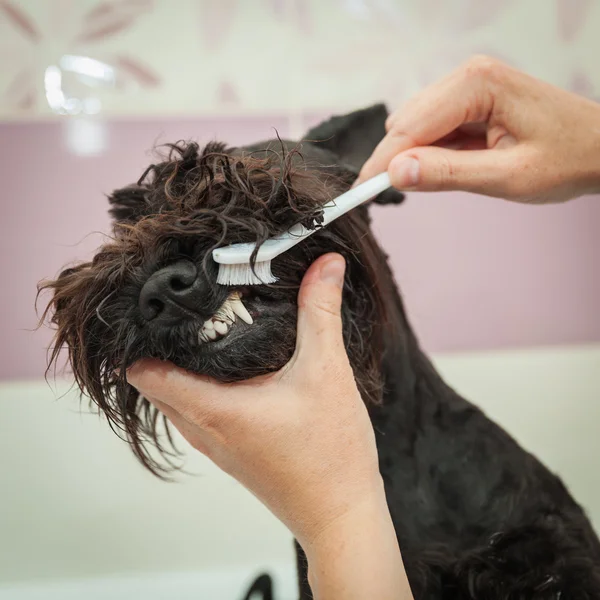 Miss limpa dentes cão observa higiene e estilo de vida saudável — Fotografia de Stock