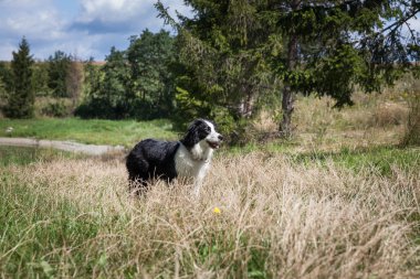 Kenar kömür ocağı köpek ile bir frizbi oynarken bir göl kıyısında