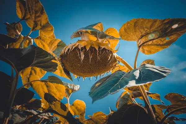 Sunflower on a sunflower field under a bright summer sun. Color-
