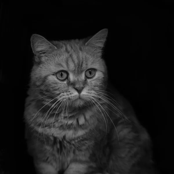Onun kafes içinde bir ev bahçe yerli kedi — Stok fotoğraf