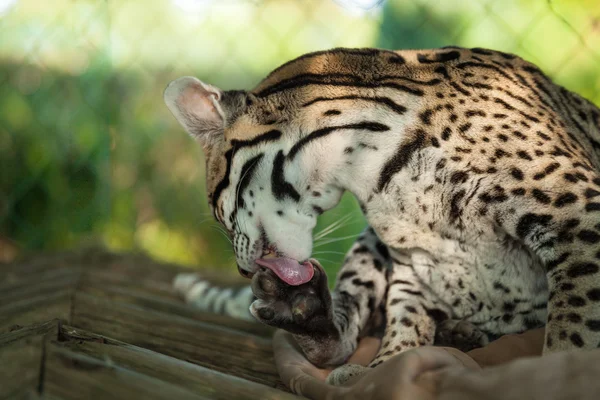 Leopardus pardalis (leopar) güzel bir güneşli gün tadını çıkarın. — Stok fotoğraf