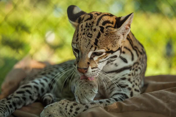 Leopardus pardalis (leopar) güzel bir güneşli gün tadını çıkarın. — Stok fotoğraf