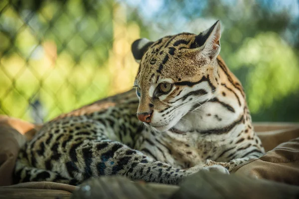 Leopardus pardalis (leopar) güzel bir güneşli gün tadını çıkarın. — Stok fotoğraf