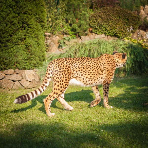 Cheetah doğada yürüyüşe çevresi ile yakından ilgilenen — Stok fotoğraf