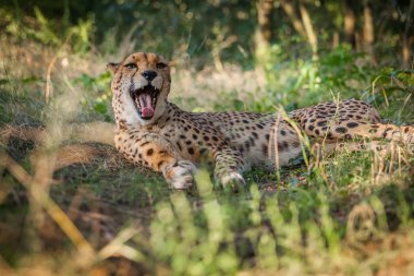 Cheetah bir ormanda yaz aylarında rahatlatır.