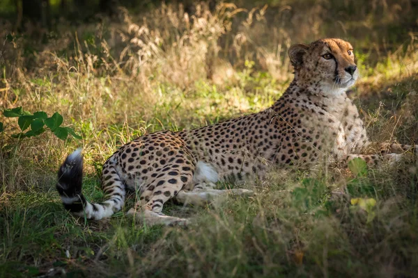 Gepard entspannt sich im Sommer im Wald — Stockfoto