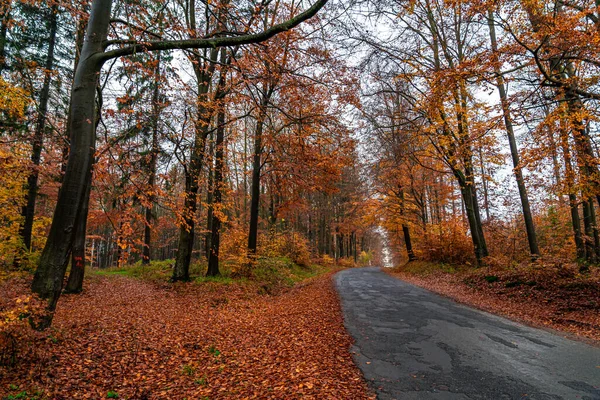 Estrada de asfalto florestal na floresta de outono — Fotografia de Stock