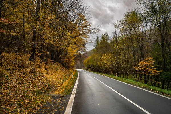 Droga asfaltowa w jesiennym lesie — Zdjęcie stockowe