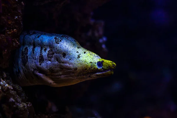 Murena rôdant sur la nourriture dans une grotte dans le monde sous-marin — Photo