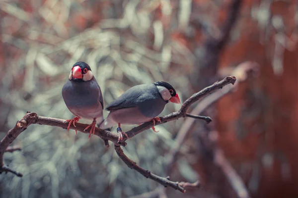 Vogelpaar auf einem Ast, Postkarte oder Hintergrund — Stockfoto