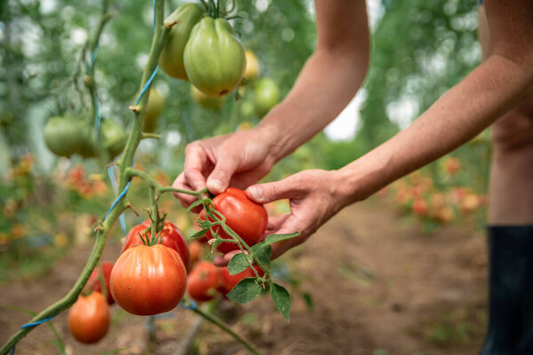 collection of ripe tomatoes in organic quality in a greenhouse on the farm.